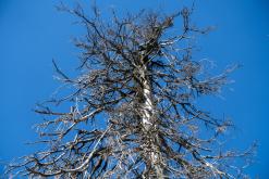 Plechý - srpen 2018