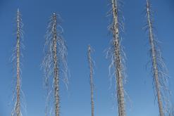 Plechý - srpen 2018