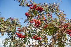 Plechý - srpen 2018