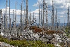 Plechý - srpen 2018