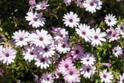 Lošinj - Prodloužený víkend v Chorvatsku (duben 2026)