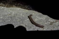 Cres - Prodloužený víkend v Chorvatsku (duben 2026)