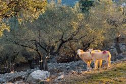 Cres - Prodloužený víkend v Chorvatsku (duben 2026)