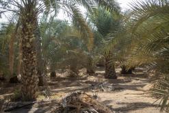 Liwa - Na cestách po Emirátech (listopad-prosinec 2018)