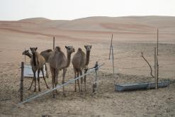 Liwa - Na cestách po Emirátech (listopad-prosinec 2018)