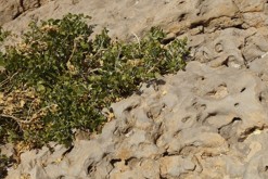 Údolí Timna, Ejlat