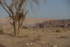 Údolí Timna, Ejlat