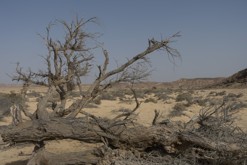 Ovda valley, Ovda letiště, Ejlat