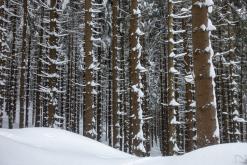 Krkonoše - leden 2019