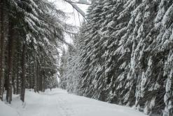 Krkonoše - leden 2019