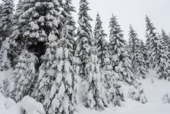 Krkonoše - leden 2019