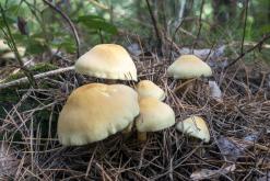 Blíževedly - září 2019