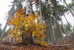 Klínovec - listopad 2019