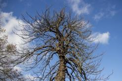 Děčínský Sněžník - listopad 2019