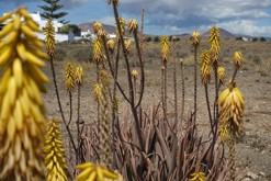 Lanzarote, Kanárské ostrovy