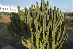 Lanzarote, Kanárské ostrovy