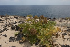 Lanzarote, Kanárské ostrovy