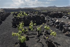 Lanzarote, Kanárské ostrovy