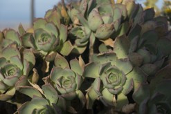 Lanzarote, Kanárské ostrovy