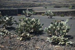 Lanzarote, Kanárské ostrovy