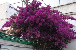 Lanzarote, Kanárské ostrovy