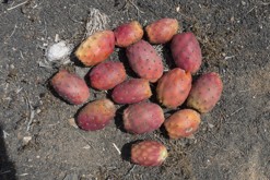 Lanzarote, Kanárské ostrovy