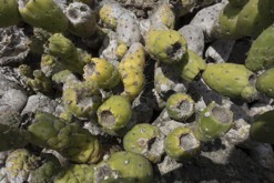 Lanzarote, Kanárské ostrovy