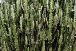 Lanzarote, Kanárské ostrovy