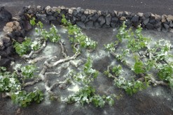 Lanzarote, Kanárské ostrovy