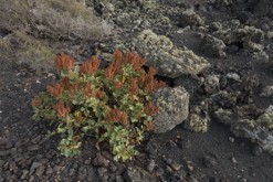 Lanzarote, Kanárské ostrovy