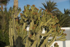 Lanzarote, Kanárské ostrovy