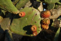 Lanzarote, Kanárské ostrovy