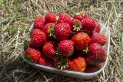 Odense, Middelfart, Vejle, Billund (červen 2019)