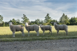 Odense, Middelfart, Vejle, Billund (červen 2019)