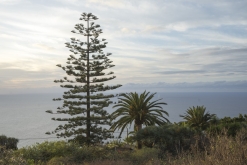 Tenerife