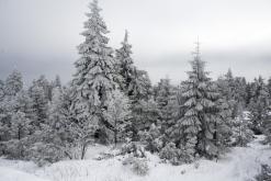 Klínovec - leden 2020