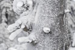 Klínovec - leden 2020