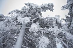 Klínovec - leden 2020