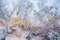 Klínovec - leden 2020