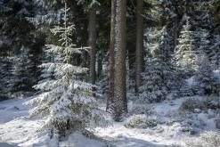 Klínovec - leden 2020