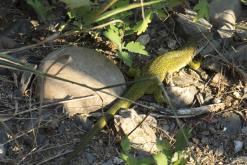 Křivoklát - srpen 2020