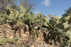 Ibiza, Baleárské ostrovy