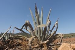 Ibiza, Baleárské ostrovy