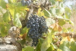 Ibiza, Baleárské ostrovy