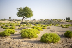 Al Kamil, Wahibská poušť