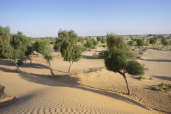 Al Kamil - Jalan Bani Bu Ali, Wahibská poušť