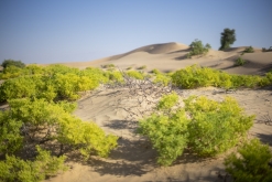 Al Kamil - Jalan Bani Bu Ali, Wahibská poušť