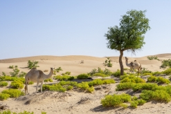 Al Kamil - Jalan Bani Bu Ali, Wahibská poušť