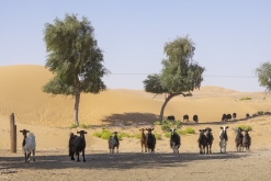 Al Kamil - Jalan Bani Bu Ali, Wahibská poušť