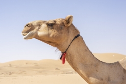 Al Kamil - Jalan Bani Bu Ali, Wahibská poušť